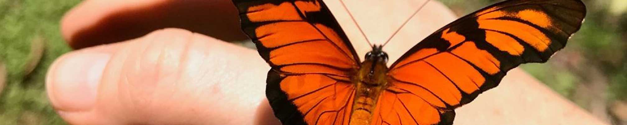 Juno Silverspot Butterfly on hand